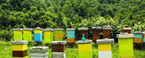 Κέντρο "Δήμητρα": Δωρεάν Τριήμερη Εκπαίδευση Μελισσοκομίας