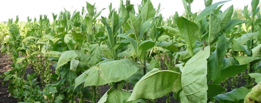 φυτά καπνού πράσινα