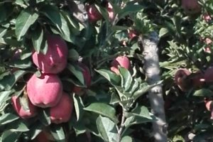 μήλα κόκκινα σε δέντρα