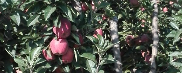 μήλα κόκκινα σε δέντρα