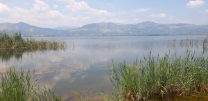 Πολυκάρπη
