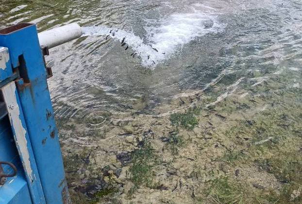 φάση εμπλουτισμού των λιμνοφραγμάτων Βράχου και Γέρμα